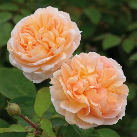David Austin The Lady Gardener Ausbrass English Shrub Rose