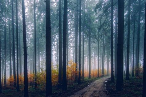 14 Forest Photography Tips To Improve Your Tree Photos