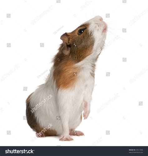 1028 Standing Guinea Pig Images Stock Photos And Vectors Shutterstock