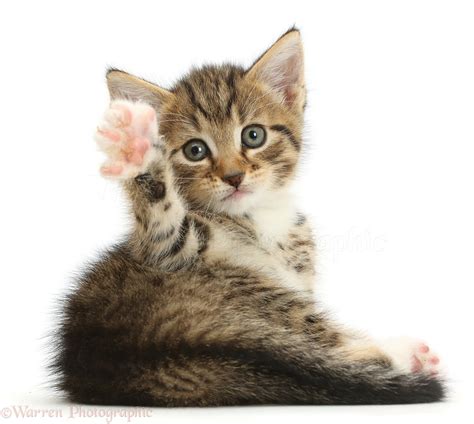 Undoubtedly, tabby cats are popular wherever they are found. Cute tabby kitten waving photo WP42139
