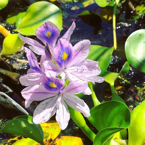 Eichhornia Crassipes Commonly Known As Water Hyacinth Is An Aquatic