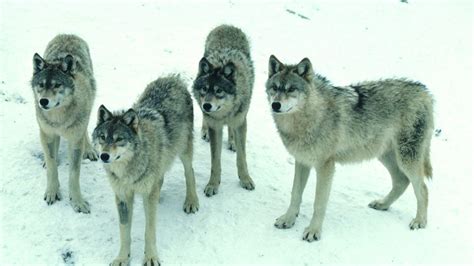 Dnr Estimates Wisconsin Wolf Population At 972 Animals Wluk