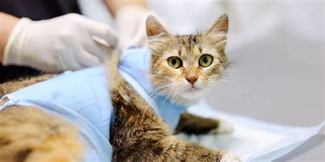 Factors To Consider When Deciding To Spay A Pregnant Cat Beaconpet