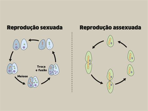 Tipos De Reprodução Assexuada E Sexuada O Que São E Exemplos