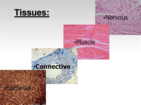 Different Types Of Tissues In Human Body