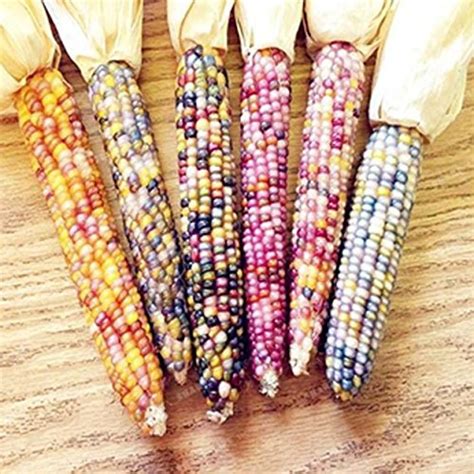 Rainbow Colorful Corn Seeds Pack Of 30 Seeds X 8 Per Packet Avg 240