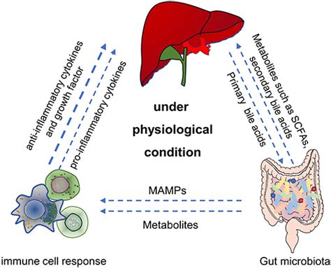 Frontiers Gut Microbiota And Chemical Induced Acute Liver Injury