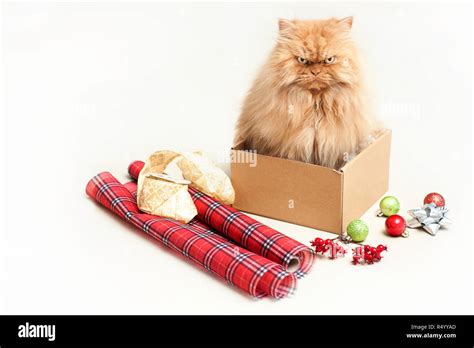 Funny Cat Photos Cut Out Stock Images And Pictures Alamy