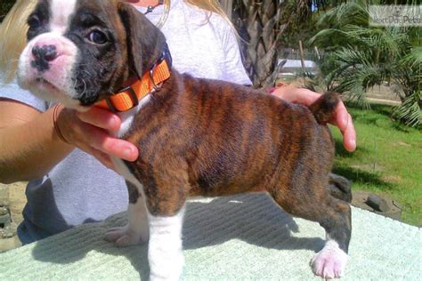 We have both american boxers and european boxers. Boxer puppy for sale near North Central FL, Florida ...