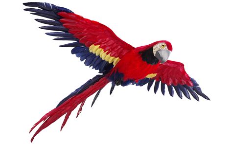 Flying Parrot Png Image For Free Download
