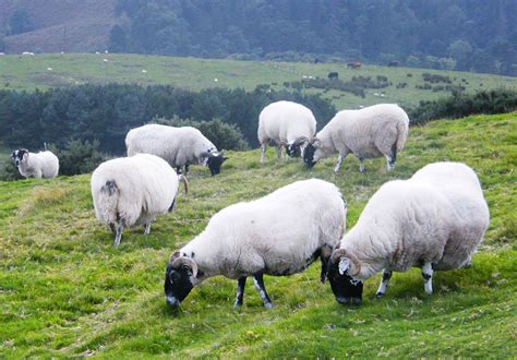 Healthy Hill Sheep For Profitable Farming In The Hills Events Helping