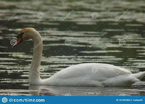 Lonely Swan Swimming On A Lake Stock Photo Image Of Graceful Blue