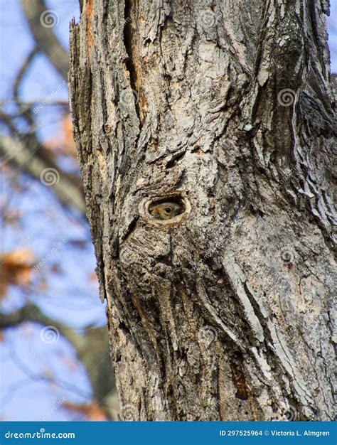 Eastern Gray Squirrel Peeking From Hole In Tree Stock Photo Image Of
