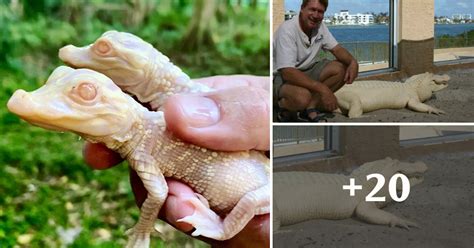 Strange Albino Alligator Babies Hatch At Florida Animal Park
