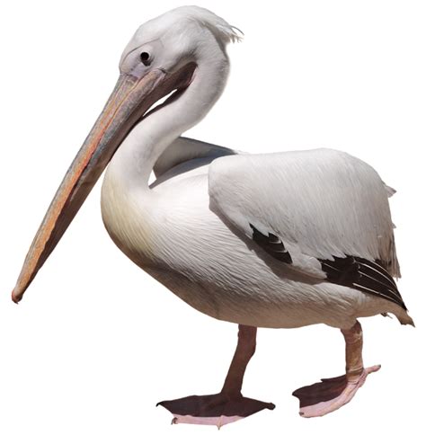 Pelican Clip Art Others Png Download 626640 Free Transparent
