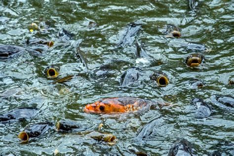 Wild Carp In An Indiana Pond Stock Photo Image Of Lake Finned 128447854