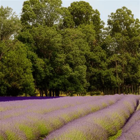Granero Morado De Lavender Fields · Creative Fabrica