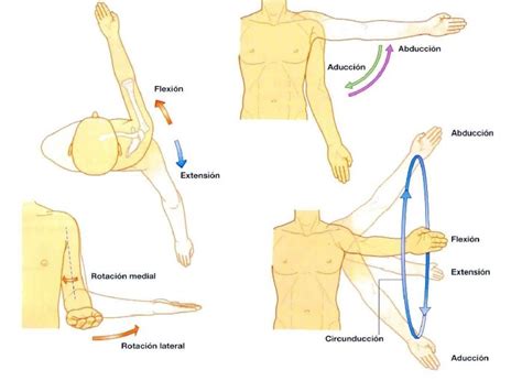 Anatom A Humana Sistema Musculo Esquel Tico Miembros Superiores