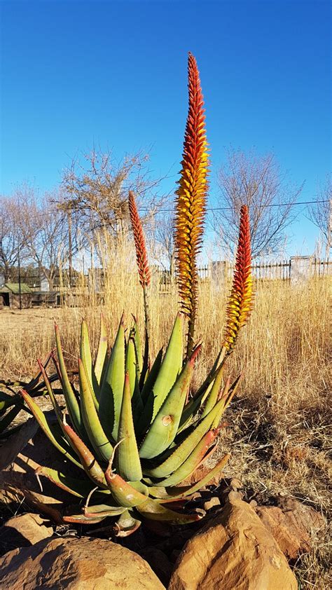 Aloe Hybrid In Flower Johans Hybrids Vaal Retreat Aug 2018 Agaves