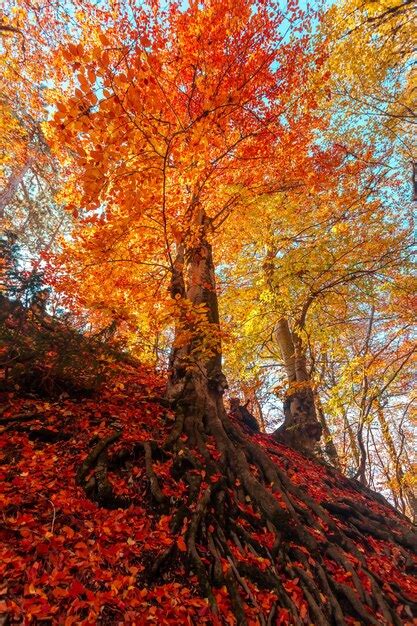 Premium Photo Majestic Colorful Forest With Sunny Beams Bright