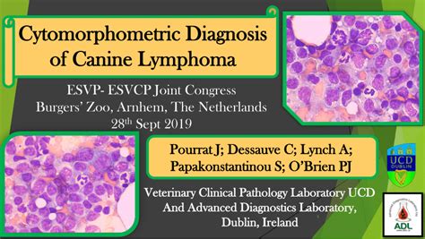 Pdf Cytomorphometric Diagnosis Of Canine Lymphoma