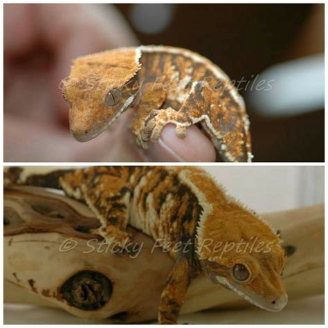 Sticky Feet Reptiles Crested Gecko Gecko Reptiles And Amphibians