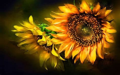 Nature Sunflower Hd Wallpaper By Madonna