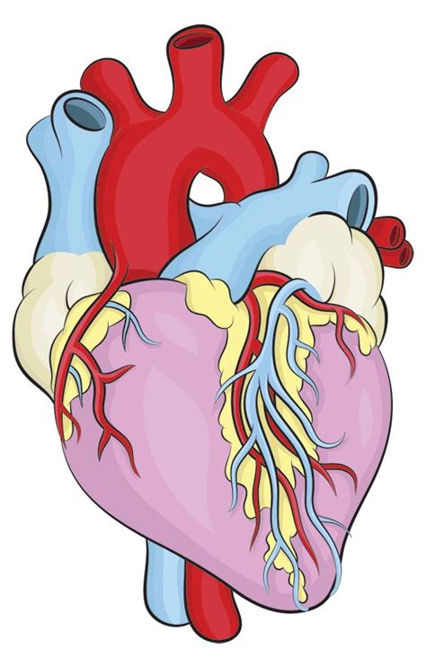 Human Heart Drawing Human Heart Clipart Best Clipart Best