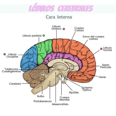 Estructura Interna Del Cerebro Images