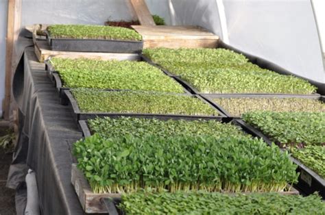 Growing Microgreens For Profit — Sa Smallholder
