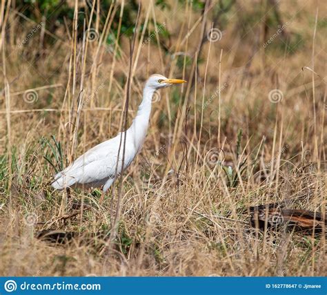 A Cattle Egret In Its Natural Habitat Stock Image Image Of Cattle