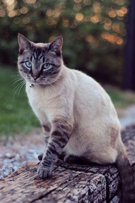 Siamese Mix Cat Blue Eyes Animal Lover Cats Animals