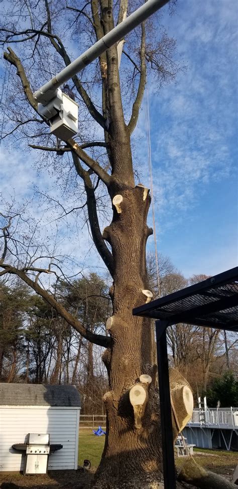 They helped remove a dying tree in my backyard. AA County Tree Removal Services - Bay Area Tree Care