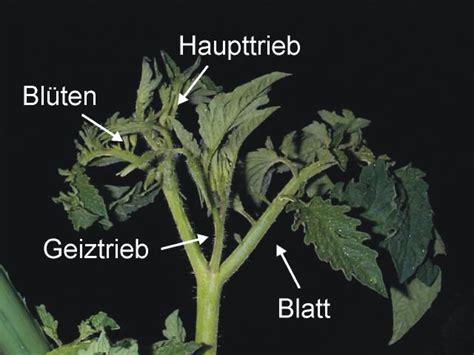 Beim ausgeizen der tomaten geht man am besten schritt für schritt vor, damit man keinen geiztrieb übersieht: Woran erkenne ich die Geiztriebe? - Hausgarten.net
