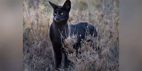 Photographer Crosses Paths With A Black Cat Unlike Any Hes Seen Before