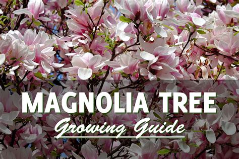 How To Plant A Magnolia Tree Facts Planting Care And Pruning