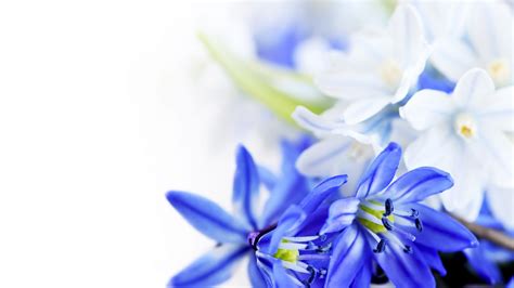 Blue Flowers Wallpaper 1920x1080 66279