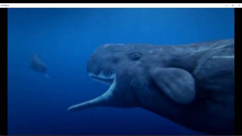 Ocean Odyssey Secrets Of The Deep Male Sperm Whales