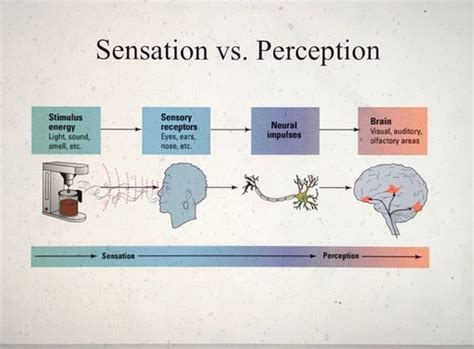 Section 4 Sensation And Perception Powerpoint Flashcards Quizlet