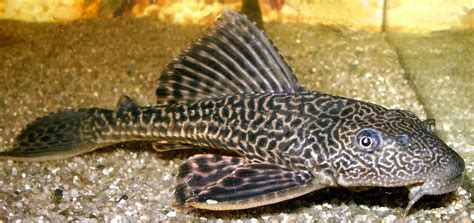 Pleco For Sale In Uk 50 Used Plecos