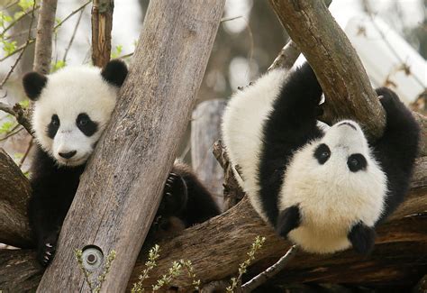 Giant Panda Twin Cubs Fu Feng And Fu Photograph By Heinz Peter Bader