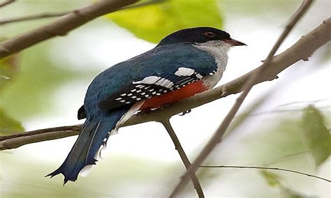 Animals And Birds Of Cuba Worldatlas