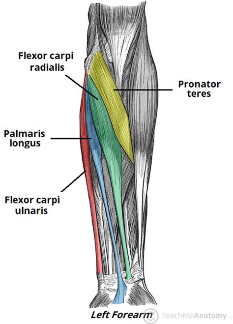 Muscles Of The Anterior Forearm Flexion Pronation TeachMeAnatomy