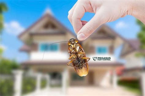 We specialize in the removal of wild critters. 7 Pest Control Tips to Keep Critters Out of Your Home ...
