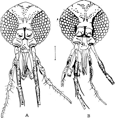 Lutzomyia Campograndensis N Sp A Head Holotype B Head Download Scientific Diagram