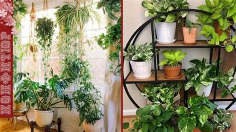 Plantas Que Absorben La Humedad En La Casa Trucosdebricolaje