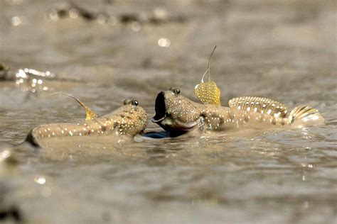 Left Two Mudskippers Swim With Their Dorsal Fins Erect Right