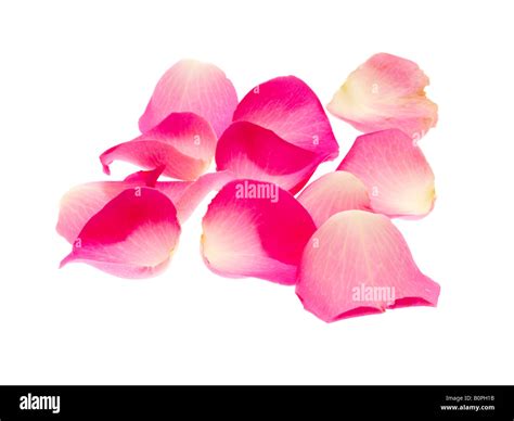 Pink Rose Petals Stock Photo Alamy