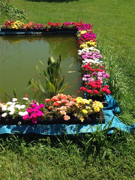 Fiori, lotus, blossom, bloom, fiore di loto, natura, pianta acquatica. La vasca dei pesci a Riolo | Giardino, Fiori, Vasca