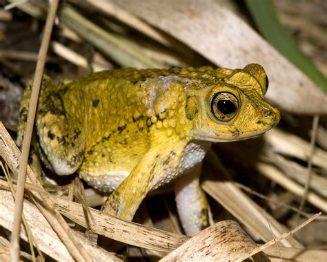 free picture puerto rico crested toad peltophryne lemur sitting dried grass